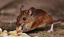24 Hour & Emergency Exterminators in Startown, NC